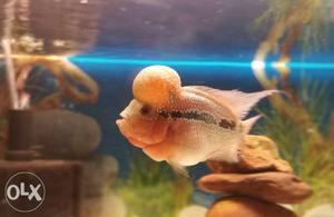 Imported flowerhorn pure super red dragon Only 1