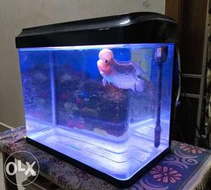 Imported moulded Fish Tank 4 months old brand