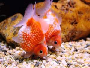 Imported pearlscale gold fish for sale