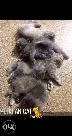 Litter Of Gray Persian Cats