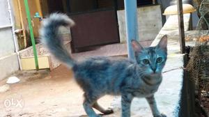 Long hair Tail female cat 6month