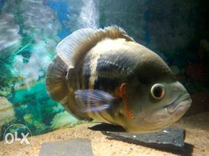 Male Oscar Fish,size 6-7 Inch.healty