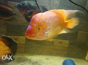 " Midas cichlid for sale...active and