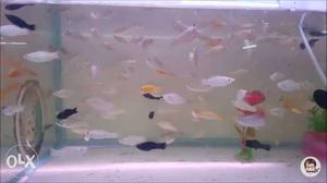 Moulies for sale pair 50. for bunk order more