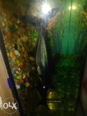My long Fishs I want sell my fishes it's pair of