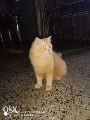 My persian cat male 7 month old double coat any