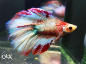 New stock arrived of half-moon Betta fighter