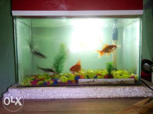 One aquarium is for sell,with one filter and one