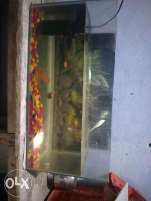 One manth old tang, water purifier and 8fish full