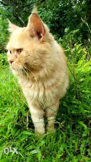 Ornge tabby persian male cat for breeding not for sale