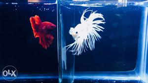 Pearl white crown tail betta available 3"