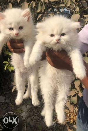 Persian Cat Available for your sweet home Call
