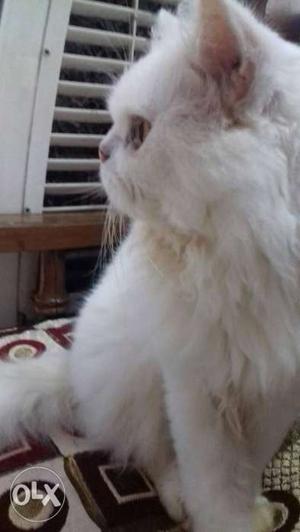 Persian Cat Male 4 Years Old Only genuine Buyers