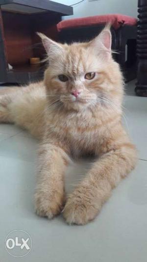 Persian Cats for Sale /- each Make a Deal