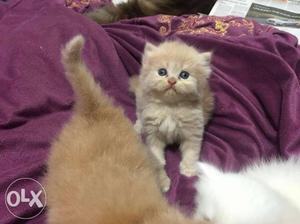 Persian Kittens