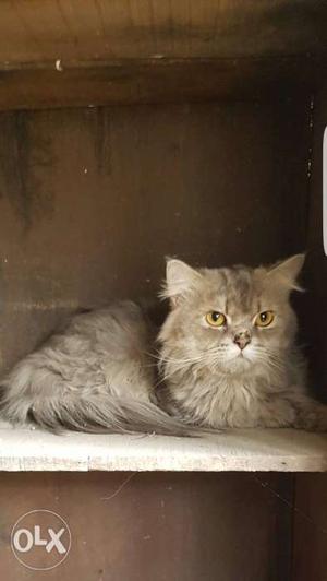 Persian Male Cat With 10 Months Old Need 8one4 two1nine7nine