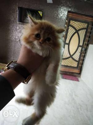 Persian cat