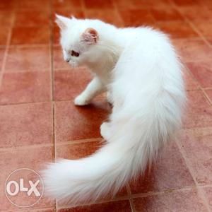 Persian cat female 5 month old