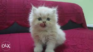 Persian cat kitten available for home delivery