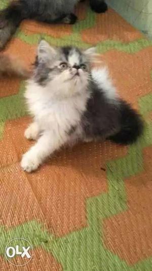 Persian kittens litter trained