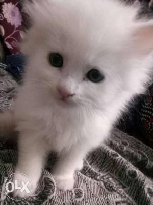 Persian male kitten 1 month old with grey eyes