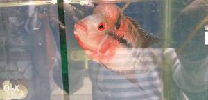 Pink And Gray Flowerhorn Cichlid