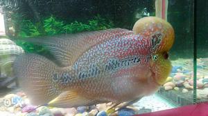 Pink, Brown, And Gray Flowerhorn Fish