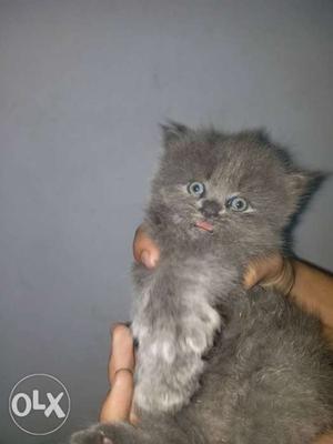 Punch Face High Quality Kitten Available For sale