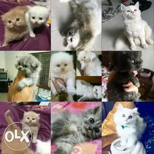 Pure breed persian kitten available