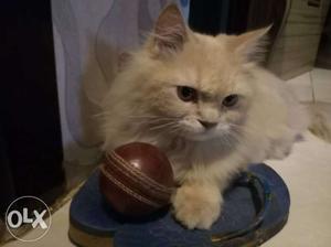 Pure persian cat for sale