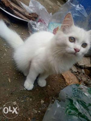 Pure white persion kitten