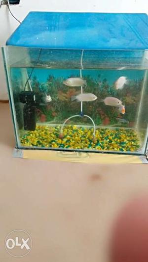 Rectangular Fish Tank And Five White Pet Fish