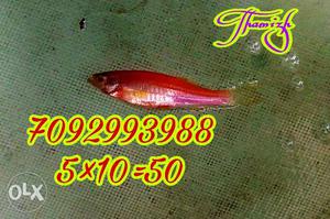Red Fish In Puducherry