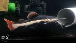 Red Tail Cat Fish 5.5inches..750 per pair.. price is fixed
