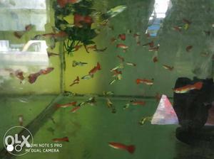 Red guppies fish for sale. Bulk order available & price