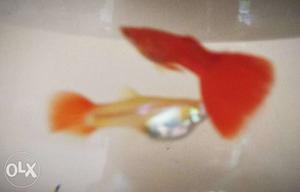 Red guppy pair