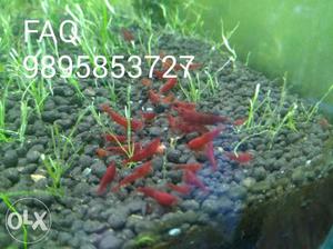 Red marry shrimp