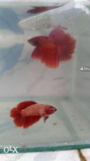 Red rose tail breeding pair for sale important pair
