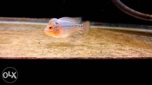 SRD flowerhorn fish for sale. Only 2 inch size.