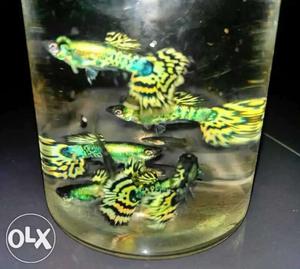 School Of Yellow-black-and-green Fish