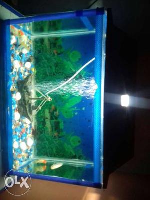 Sell my Fish Aquarium with 5 fishes