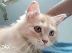 Semi punch persian female kitten 5 month old