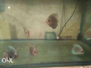 Shoal Of Fish Blue diamond discuss Only 10 pcs remaining