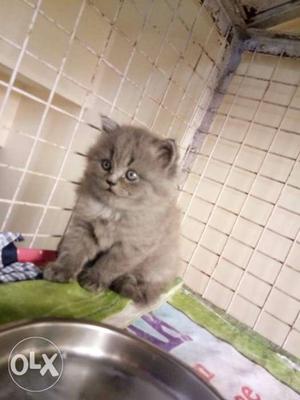 Short-haired Grey Kitten