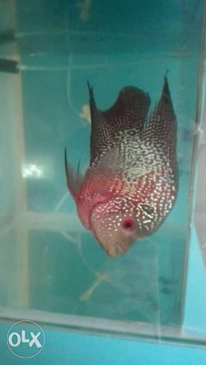 Shortbody Flowerhorn,Thailand Imported For sale