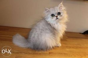 Silver tipped Persian cat kitten.