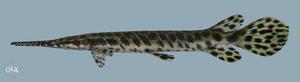 Spotted gar for sale