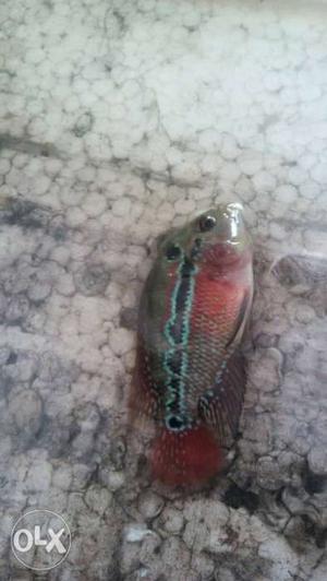 Srd Flowerhorn Fish