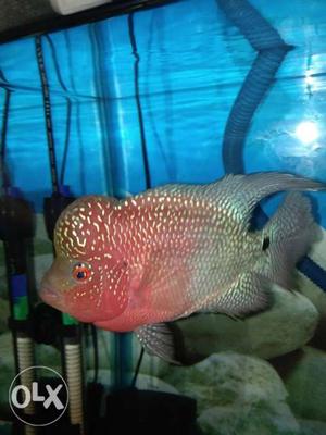 Super red dragon mail size 5 inch golden hump