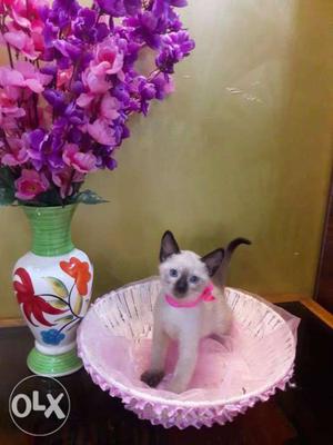 The Very Loving Breed Siamese Cat In Very Cheap